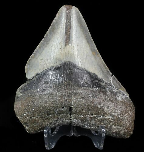 Bargain, Megalodon Tooth - North Carolina #47208